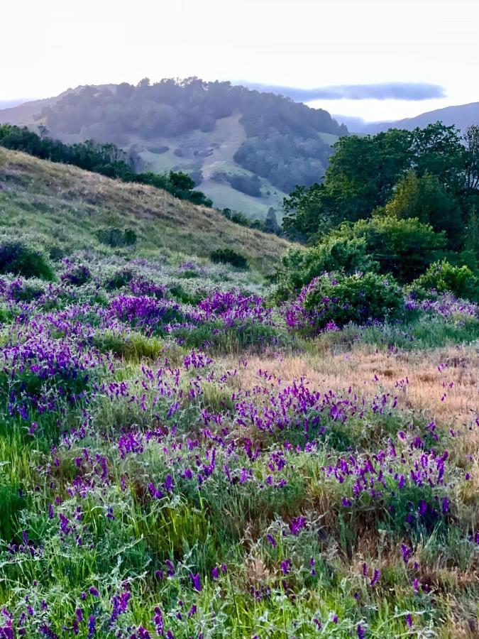 Luxury Suite With Views - San Rafael, Gateway To Sf & Wine Country Zewnętrze zdjęcie